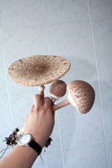 Tres setas tipo lepiota en una mano