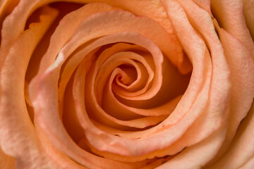 Delicate peach rose macro