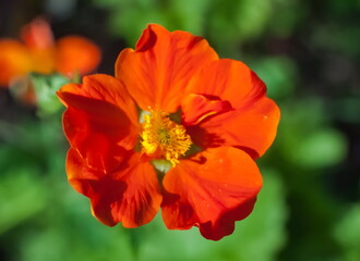 Flower Geum coral closeup on green background
