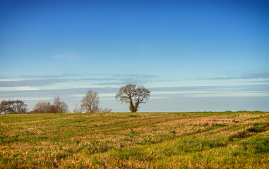 Tree on the skyline.
