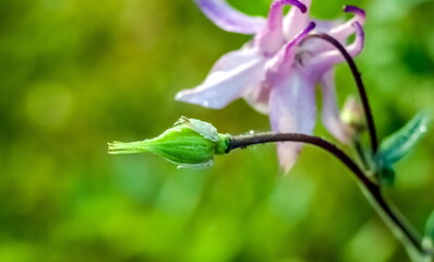 Flower Bud Catchment closeup on green background
