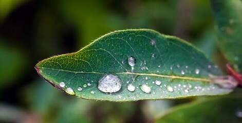 Water drops after rain on the leaves of plants