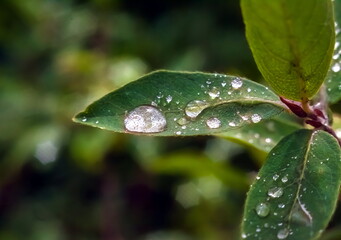 Water drops after rain on the leaves of plants
