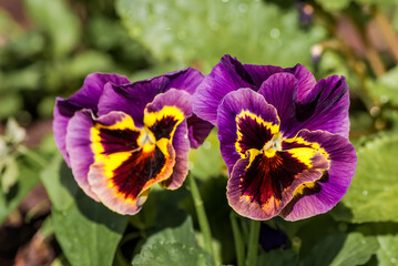 Pansy (Viola x wittrokiana) in garden
