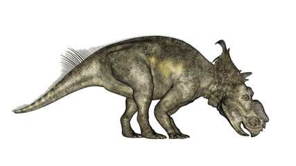 Pachyrhinosaurus dinosaur eating isolated in white background - 3D render