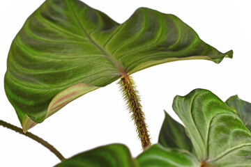 Close up of hairy petiole of tropical 'Philodendron Verrucosum' houseplant with dark green veined...