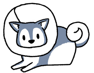 エリザベスカラーをつけた大型犬（ハスキー）