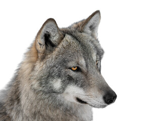 gray wolf portrait isolated on white background