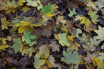 autumn leaves on the ground