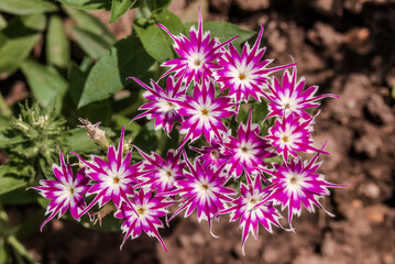 Annual Phlox (Phlox drummondii) in garden