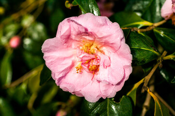 Camellia x Williamsii 'Exaltation' a spring summer shrub plant with a winter springtime pink  flower stock photo image