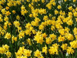 Obraz premium Daffodils (narcissus) a springtime yellow flower bulb plant growing outdoors in a public park during the spring season, stock photo image