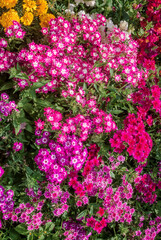 Annual Phlox (Phlox drummondii) in garden