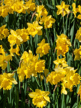 Daffodils (narcissus)  a springtime yellow flower bulb plant growing outdoors in a public park during the spring season, stock photo image