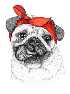 pug dog head hand drawn illustration. Doggy in pin-up red bandana, isolated.
