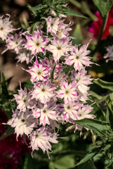 Annual Phlox (Phlox drummondii) in garden