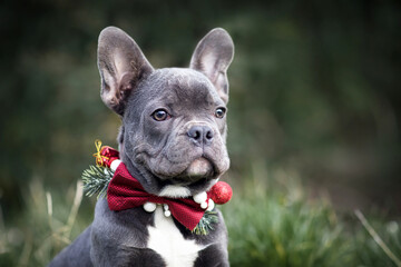 Head of young blue French Bulldog dog wearing seasonal Christmas collar with red bow tie on blurry...