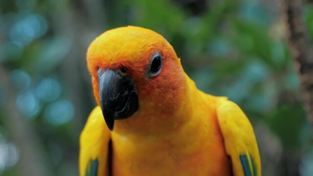 Portrait of beautiful colorful sun conure (Aratinga solstitialis parrot) bird