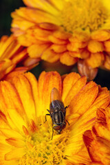 fly eats pollen from yellow flower