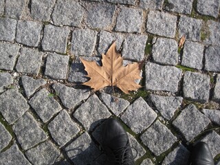 autumn leaves on stone