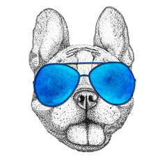 happy french bulldog dog head hand drawn illustration. Doggy in blue sunglasses, isolated