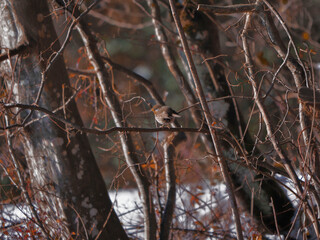 Rouge gorge et premi&egrave;re neige