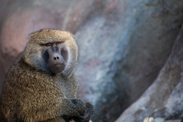 Portrait of an olive baboon. 