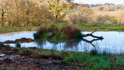 Autumn to winter scene showing pond in foreground with branch reflected in water