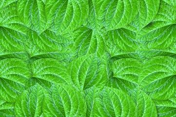 Naklejka na ściany i meble fresh green leaf pattern background