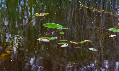 Leaves of water plants and the reflection of vegetation on the water surface of the reservoir in summer (background, banner, Wallpaper, texture)