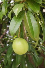 close up fresh green Cerbera odollam fruit in nature garden