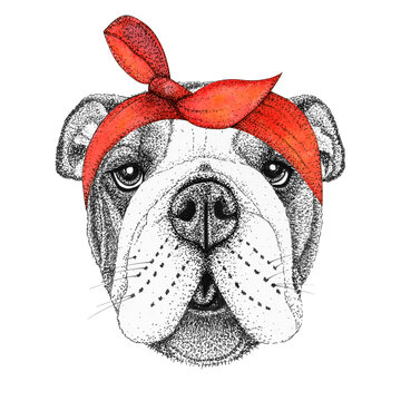 bulldog dog head hand drawn illustration. Doggy in pin-up red bandana, isolated