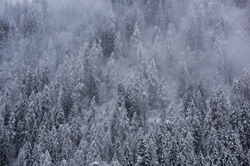 foresta bosco inverno neve innevato freddo gelo 