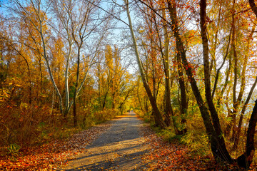 Fototapeta premium park deer, autumn, forest, road, fall, tree, nature, landscape, trees, park, leaves, path, yellow, leaf, woods, foliage, season, orange, tree, red, green, sky, outdoors, October, Colorful, sunny