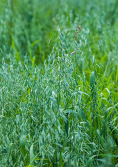Oat shoots and unripe grains in summer on a green background