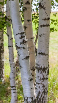 White birch trunks close up against the green grass in summer
