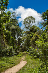 Walking path among tall exotic trees in the jungle