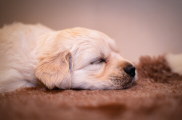 Tiny sweet newborn puppies of a golden retriever.	 Christmas mood.