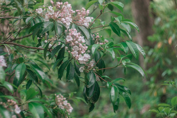 Spring background with branch with little pink and white flowers and green leaves and bokeh