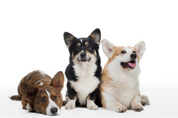 three dogs on a white background. Different colors of welsh corgi pembroke and cardigan together. Happy pets