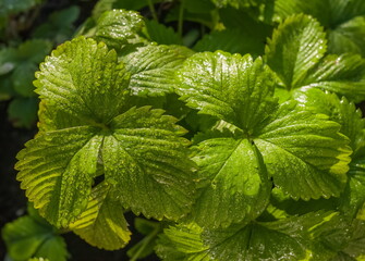 Morning dew drops on strawberry leaves closeup