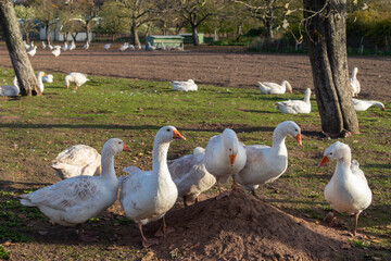 Gänse auf dem Bauernhof warten auf Schlachtung