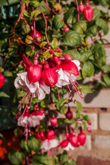 Fuchsia (Fuchsia hybrida) in greenhouse