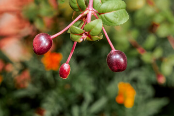 Fuchsia (Fuchsia hybrida) in greenhouse