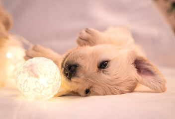 Tiny sweet newborn puppies of a golden retriever.	 Christmas mood.