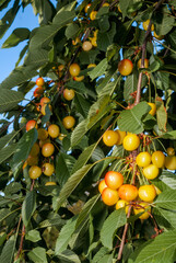 Sweet Cherry (Prunus avium) in orchard