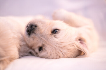 Tiny sweet newborn puppies of a golden retriever.	 Christmas mood.