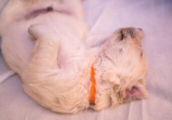 Tiny sweet newborn puppies of a golden retriever.	 Christmas mood.