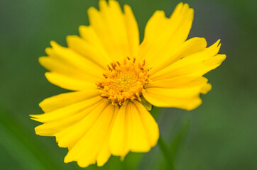 yellow flower close up