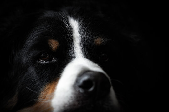 Berner Sennenhund I
